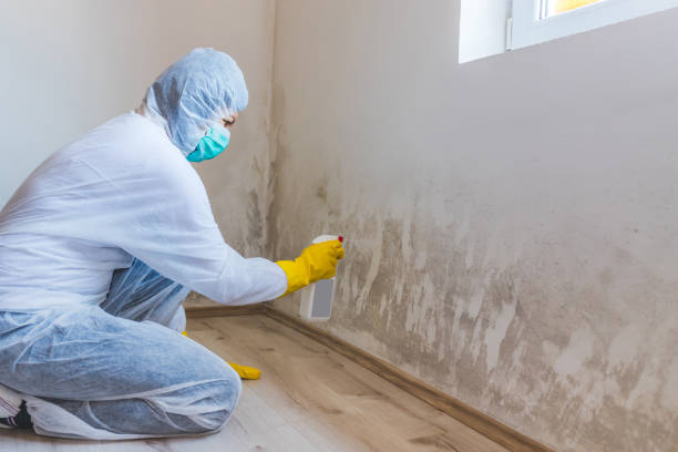 Mold Remediation specialist working in Royal Oak