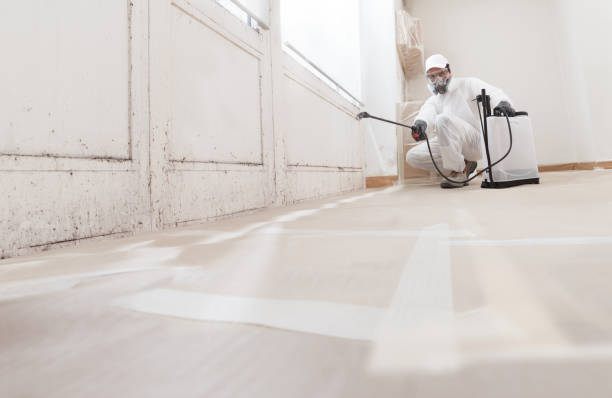 Black mold remediation team in Royal Oak